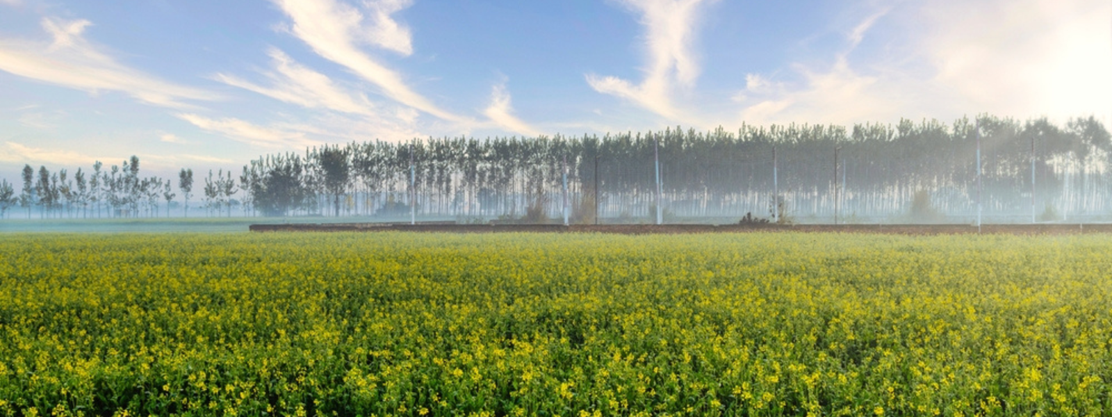 A taste of Punjab